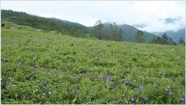 桔梗的田间管理技术 | 耕种资料