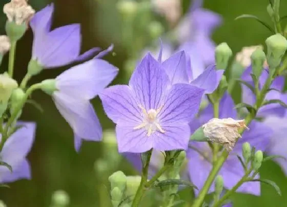 植物种类|桔梗和狗宝是同一种植物吗 有什么区别