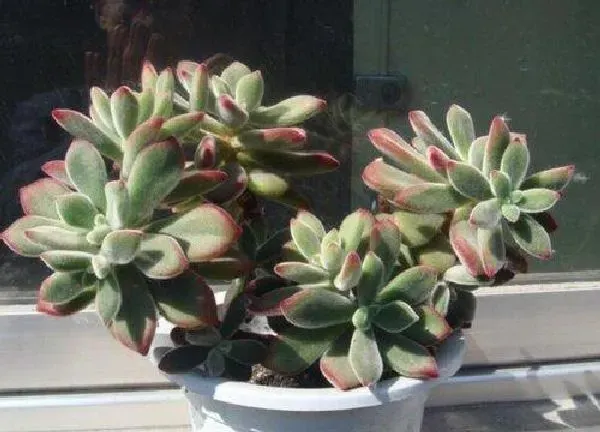 植物浇水|锦晃星多久浇一次水