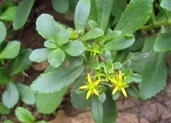 植物百科|金不换是什么植物类别