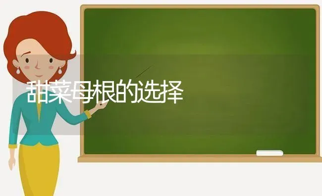 甜菜母根的选择 | 蔬菜种植