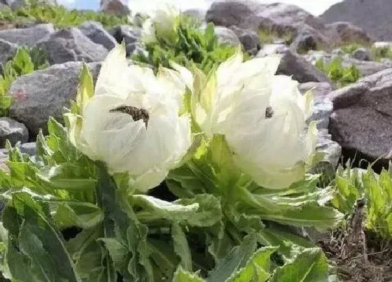 植物百科|雪莲花生长在什么地方