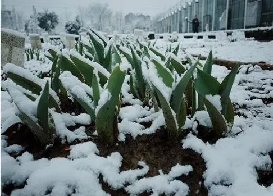 冬天植物|郁金香怕冻吗 冬天可以放室外过冬吗