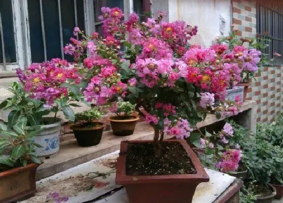 植物百科|紫薇花好养吗 盆景紫薇养殖方法和注意事项