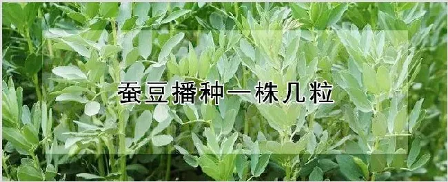 蚕豆播种一株几粒 | 养殖技术