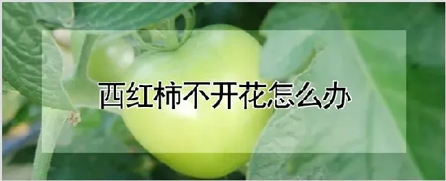 西红柿不开花怎么办 | 种植资料