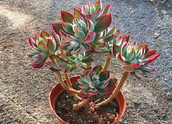 植物浇水|锦晃星多久浇一次水