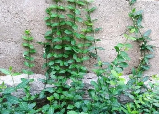 植物百科|喜阴的爬墙花卉有哪些