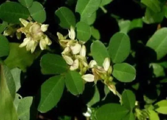 植物百科|铁马鞭开花吗 开花什么样子