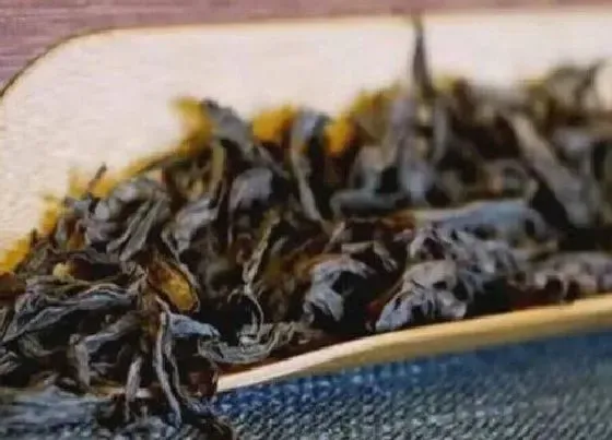 食用常识|老枞水仙属于什么茶 武夷岩茶老枞水仙的功效与作用