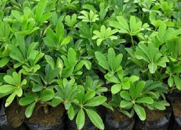 植物浇水|鹅掌木多久浇一次水