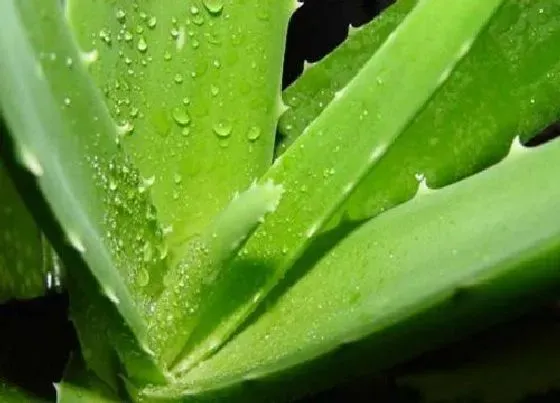 植物种类|什么样的芦荟可以食用（家里哪种芦荟可以吃又美容）