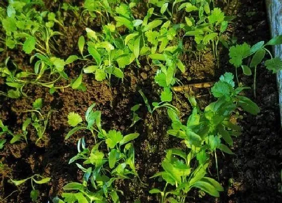 植物百科|鸡毛菜和小青菜有什么区别（和鸡毛菜差不多的叫什么菜）