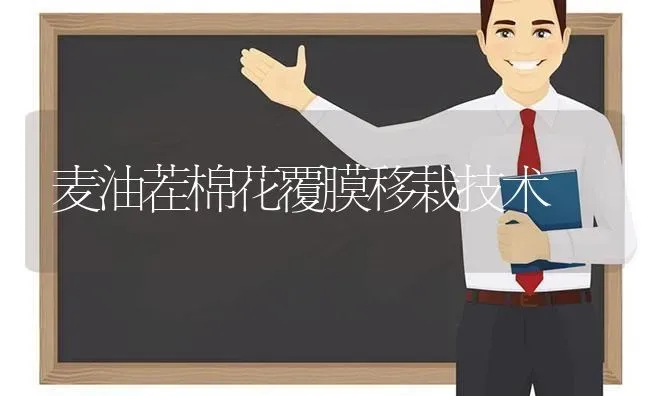 麦油茬棉花覆膜移栽技术 | 粮油作物种植