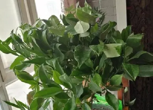 植物浇水|茉莉几天浇一次水 春夏秋冬各不同