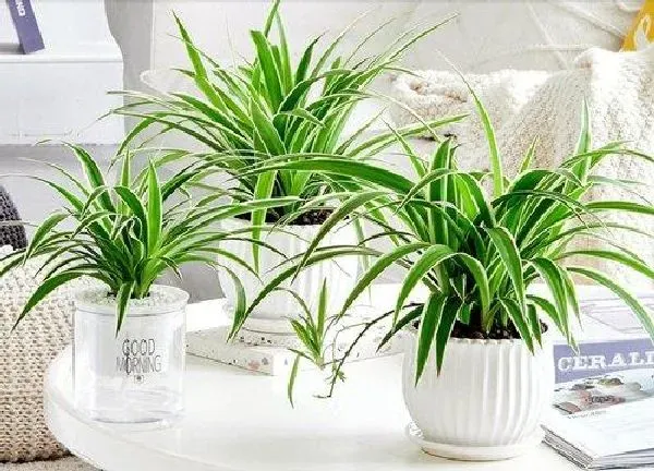 植物浇水|磷酸二氢钾可以浇吊兰吗