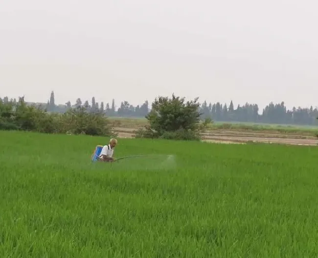 植物虫害|水稻稻纵卷叶螟用什么药防治最好（卷叶螟打啥农药效果好）