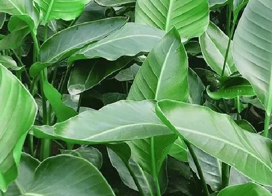 吸甲醛|鹤望兰能吸收甲醛吗