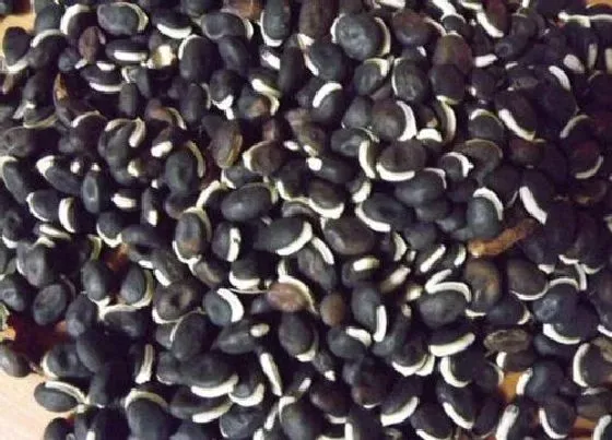 食用须知|扁豆种子怎么吃法