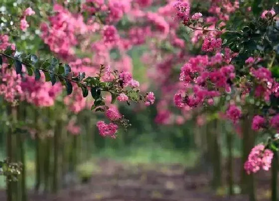 植物百科|紫薇花好养吗 盆景紫薇养殖方法和注意事项