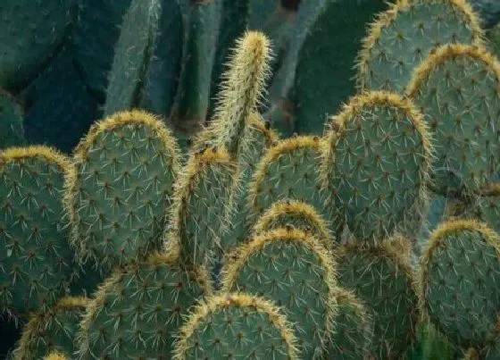 植物百科|仙人掌和仙人球一样吗  是同一种植物吗