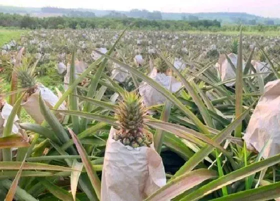 种植管理|凤梨的生长周期是多长时间