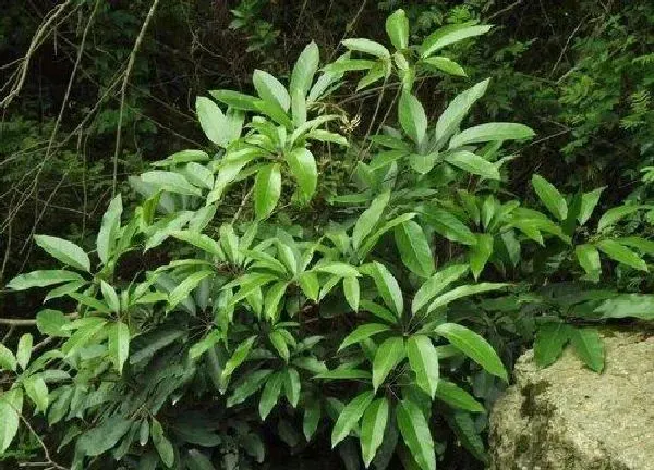 植物浇水|鹅掌木多久浇一次水