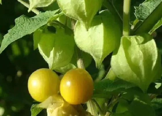 种植管理|姑娘果什么时候播种最好，几月份种植，什么季节结果）