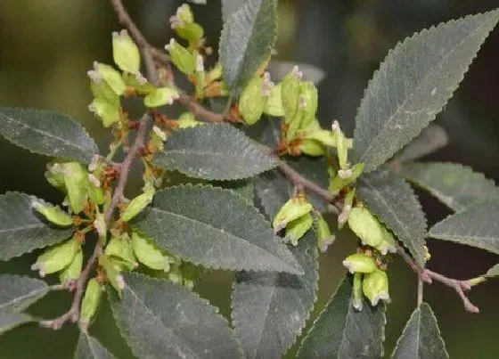 植物百科|榔榆开花吗 开花什么样子