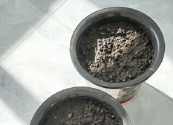 植物播种|石竹花什么时候播种最好