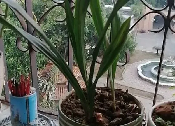 植物发芽|建兰什么时候发芽长叶