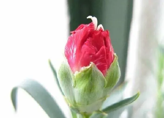 花朵|康乃馨花骨朵的样子