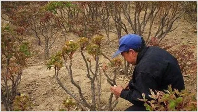 牡丹花怎么养 | 种植技术