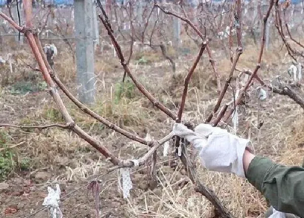 植物扦插|葡萄什么时候扦插最合适