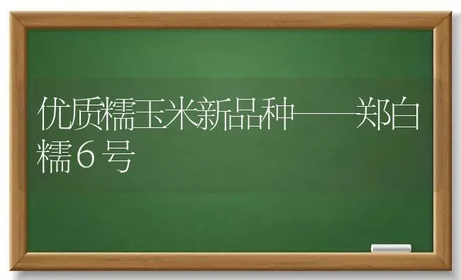 优质糯玉米新品种——郑白糯６号 | 粮油作物种植