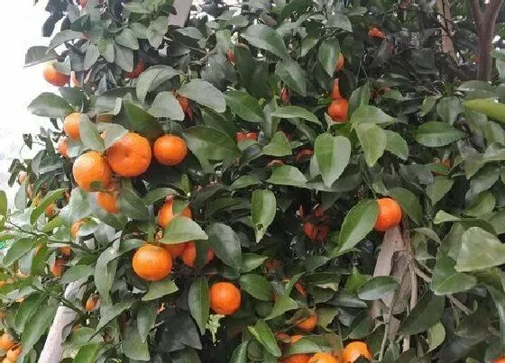 种植管理|砂糖橘几年结果实