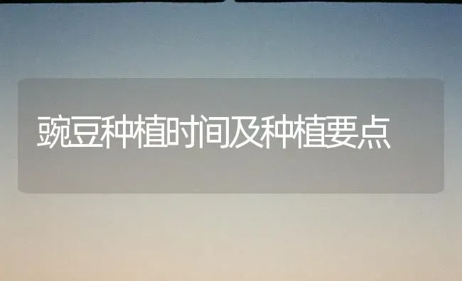豌豆种植时间及种植要点 | 植物种植百科