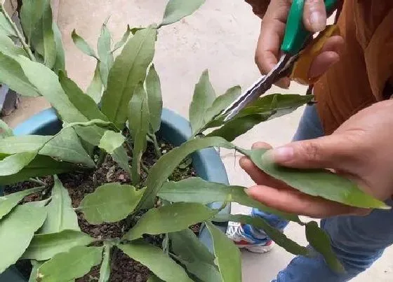 植物修剪|昙花冬天可以剪枝吗