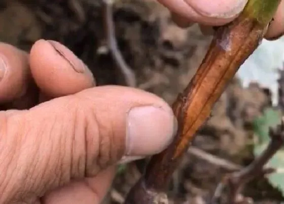 植物嫁接|老葡萄树嫁接方法和技术图解 选择嫁接最佳时期很重要