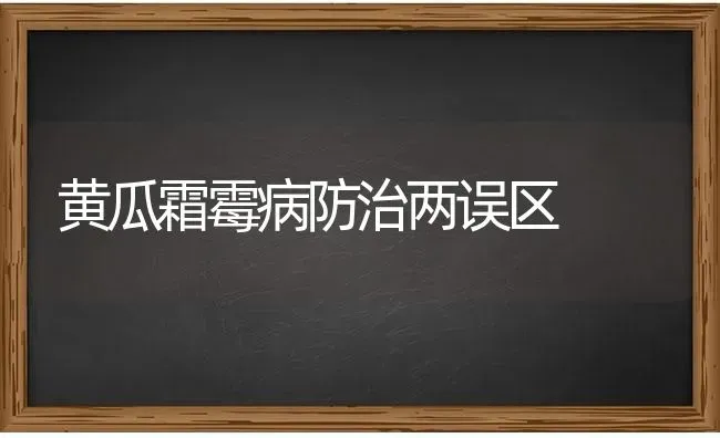 黄瓜霜霉病防治两误区 | 蔬菜种植