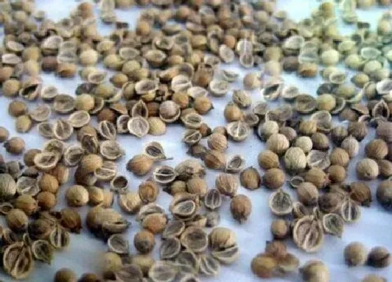 植物播种|香菜种子怎么来的