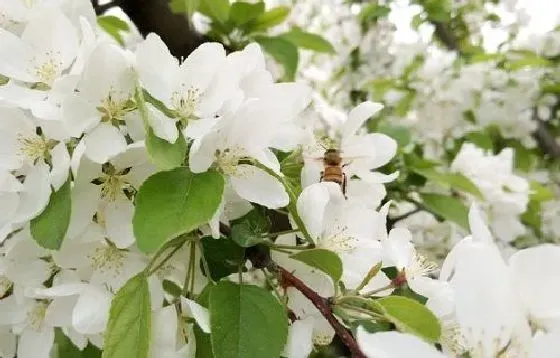 颜色花|苹果树的花是什么颜色 长什么形状样子