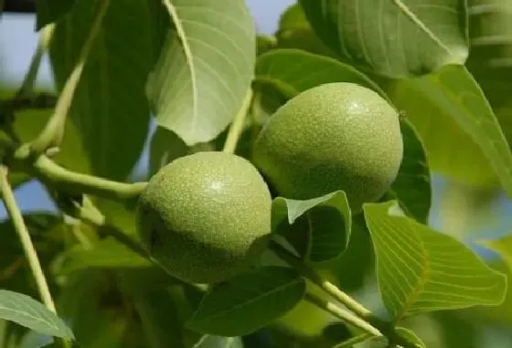 植物修剪|核桃树怎么剪枝 修剪方法及图解