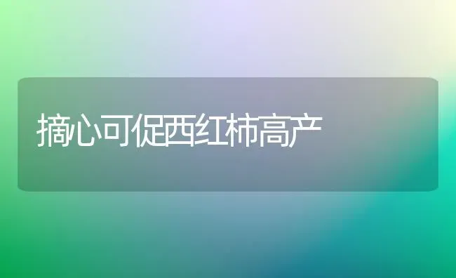 摘心可促西红柿高产 | 蔬菜种植