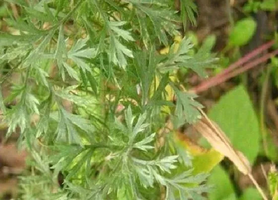 植物百科|茵陈在农村叫什么