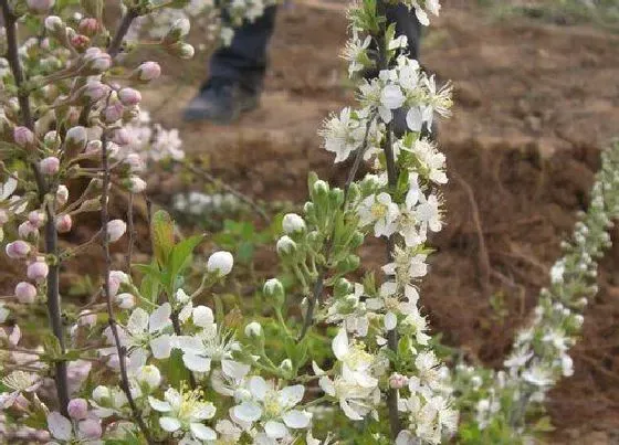 开花时间|钙果一年开几次花