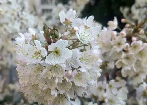 开花时间|钙果一年开几次花