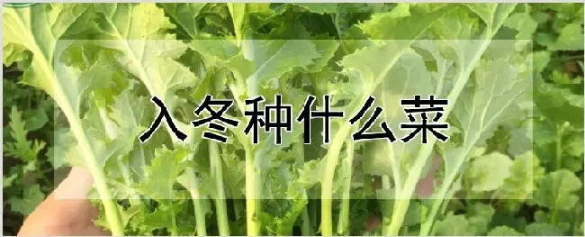 入冬种什么菜 | 种植技术