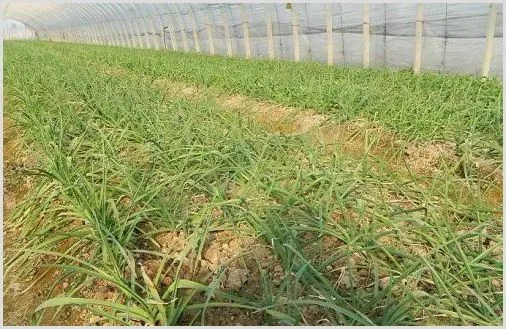 温室蒜苗怎么种？栽培技术详细介绍 | 农业科普