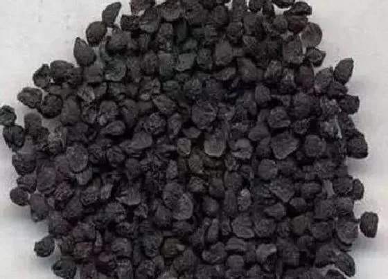 植物百科|香葱有种子吗